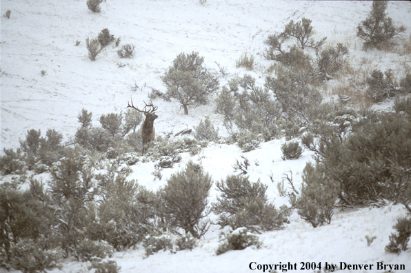 Bull elk in habitat.