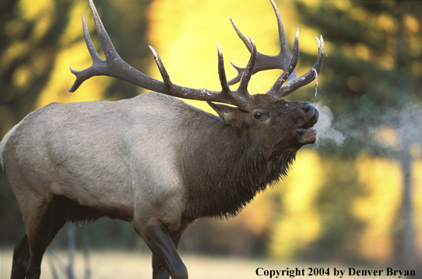 Bull elk bugling