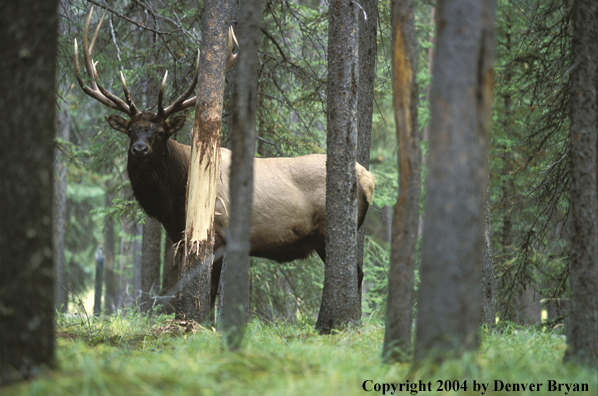 Bull elk at rub