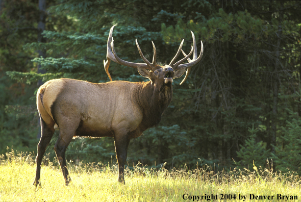 Bull elk bugling