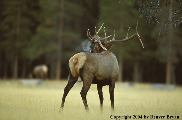 Bull elk bugling