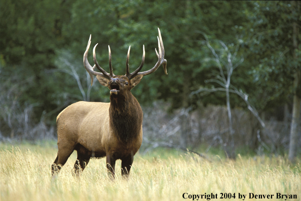 Bull elk bugling