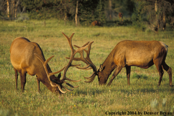 Bull elk in velvet