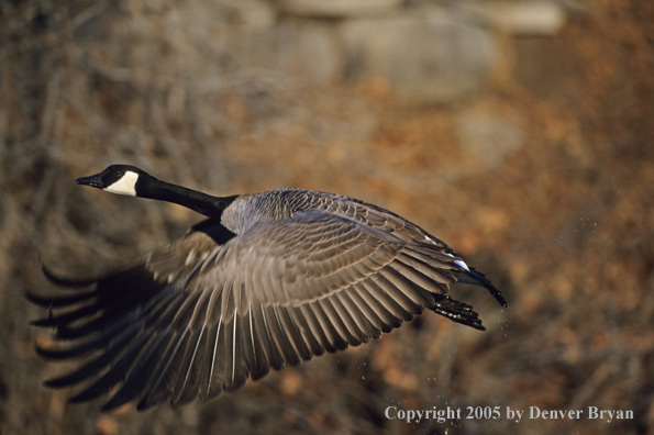 Canada goose in flight.