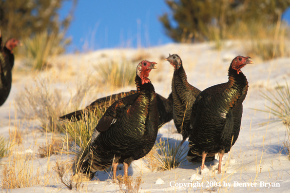 Flock of Merriam turkeys in winter.