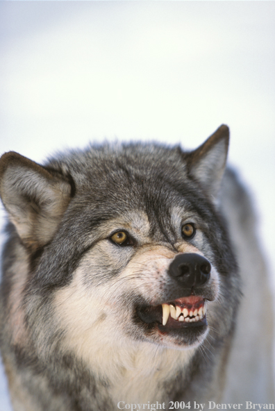 Gray wolf snarling.
