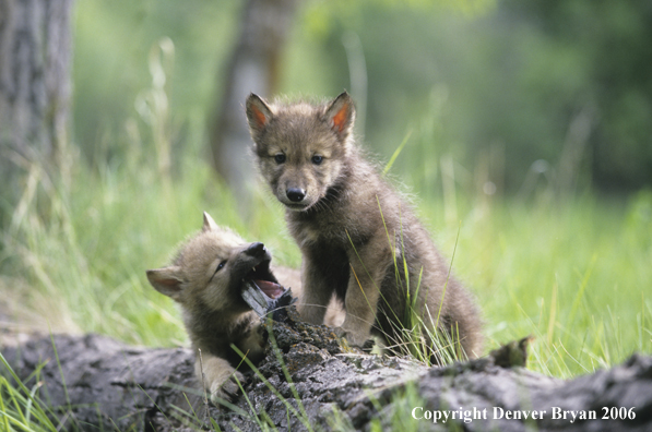 Gray wolf pups in habitat.