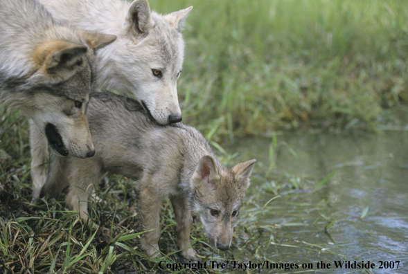 Gray wolf pup at bank with adult wolves.