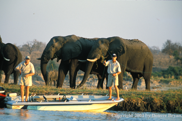 Flyfishermen casting from boat in Chobe River.  African elephants on shore. 