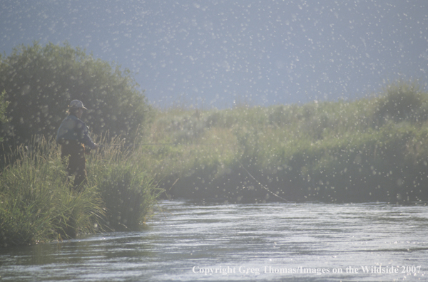 Flyfisherman fishing in midst of caddis hatch