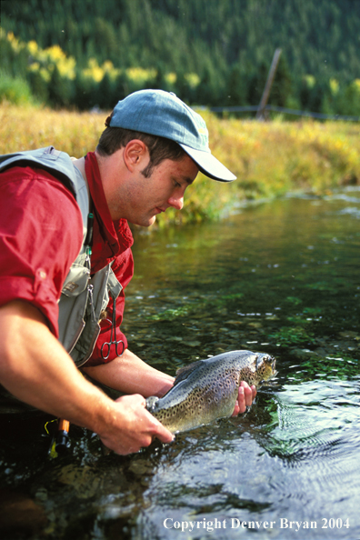 Flyfisherman releasing brown trout.