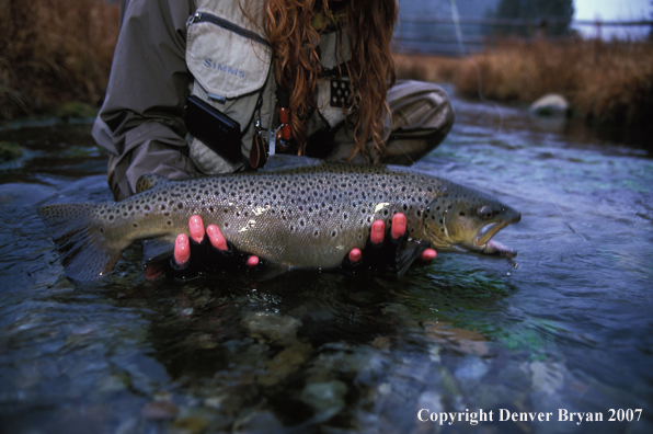 Brown trout.