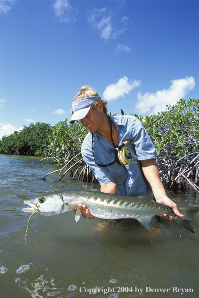 Saltwater flyfisherman releasing barricuda.