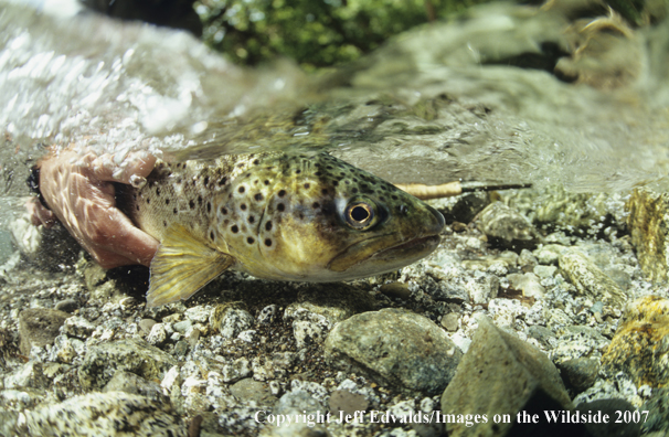 Brown Trout