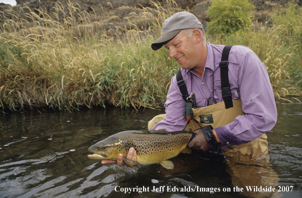 Brown Trout