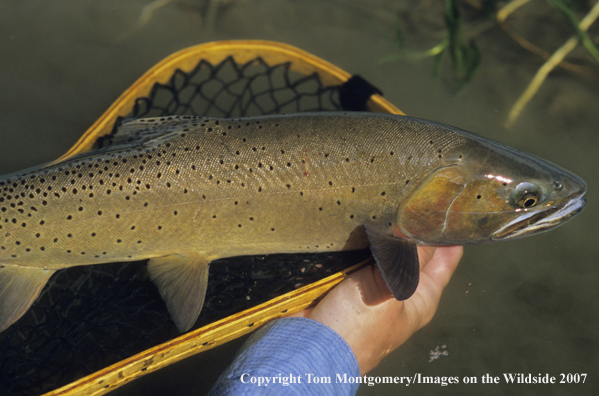 Cutthroat Trout