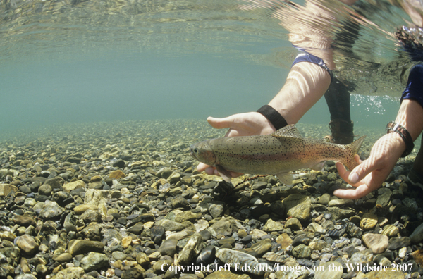 Rainbow Trout