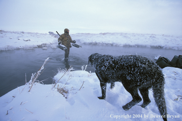 Waterfowl hunter with black Lab setting decoys. 