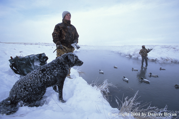 Waterfowl hunters with black Lab setting decoys.