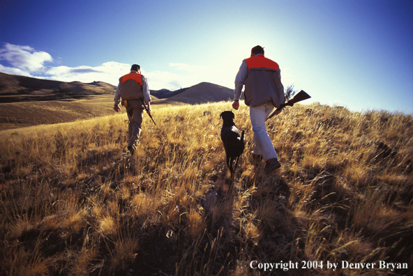 Upland bird hunters with black Labrador Retriever.