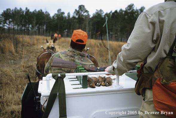 Upland bird hunters in mule drawn carriage hunting for Bobwhite quail.