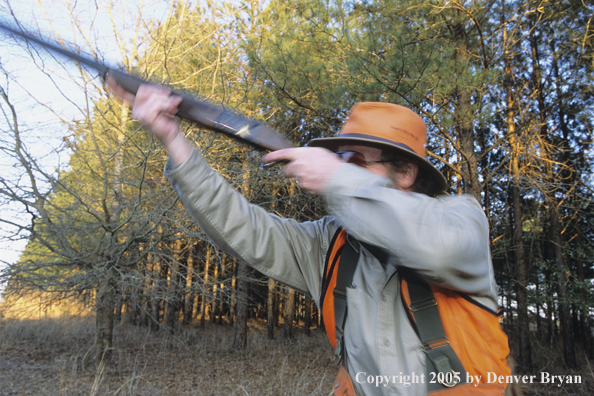 Upland game bird hunter shooting at quail.