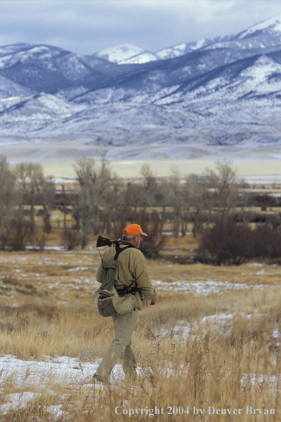 Upland bird hunter.