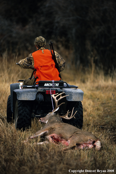 White-tailed deer hunter with downed deer