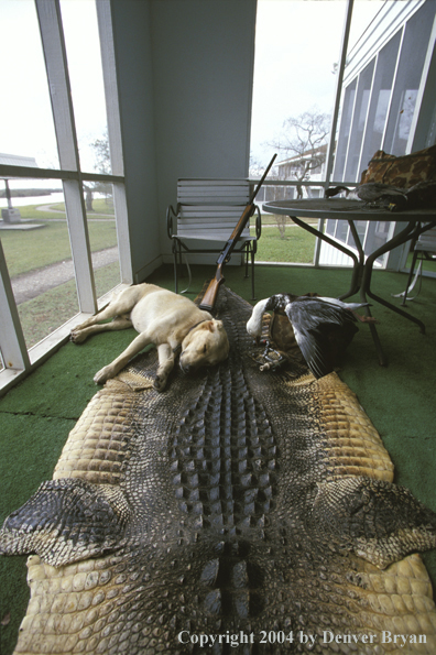 Yellow Labrador Retriever sleeping with bagged game.