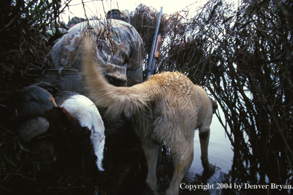 Yellow Labrador Retriever with hunter in blind 