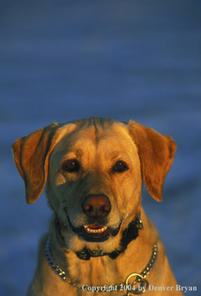 Yellow Labrador Retriever 