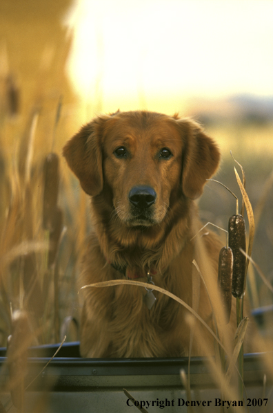 Golden Retriever in boat.