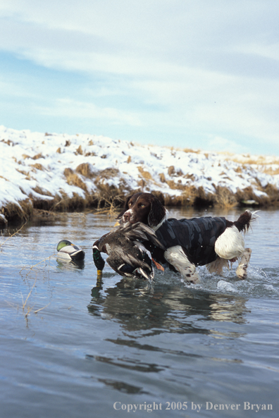 Springer spaniel retrieving downed duck.