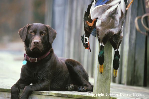 Chocolate Labrador Retriever with bagged ducks.