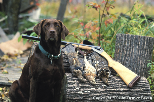 Chocolate Labrador Retriever with shotgun and ruffed grouse