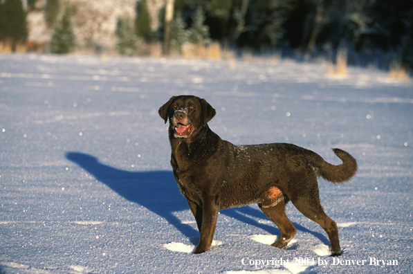 Chocolate Labrador Retriever 