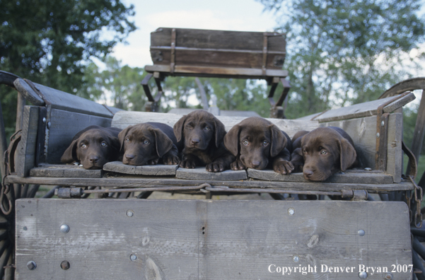 Chocolate Labrador Retriever puppies