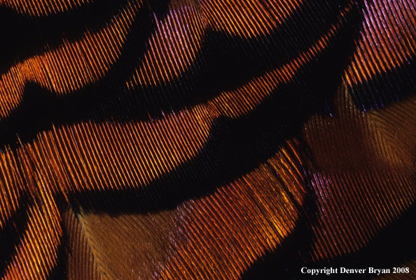 Ring-necked pheasant body feathers