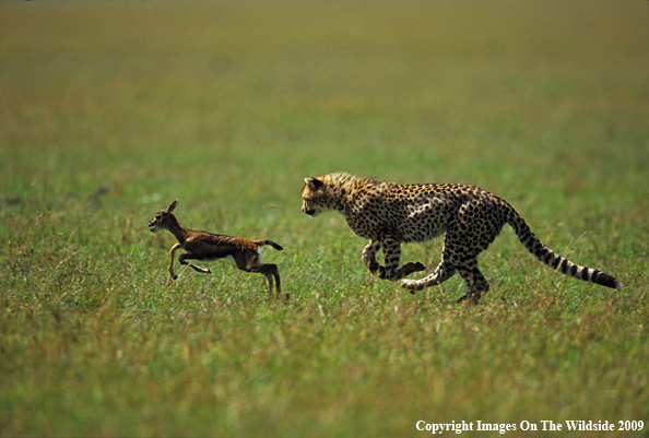 Young Cheetah with Young Thompson's Gazelle