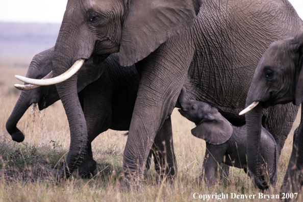 African Elephants