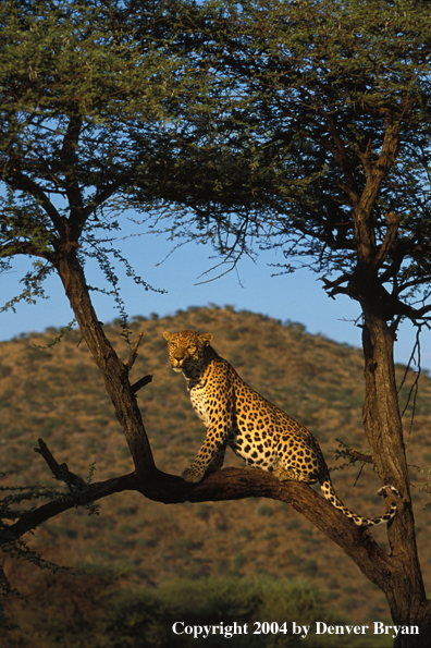 Leopard in tree. Africa