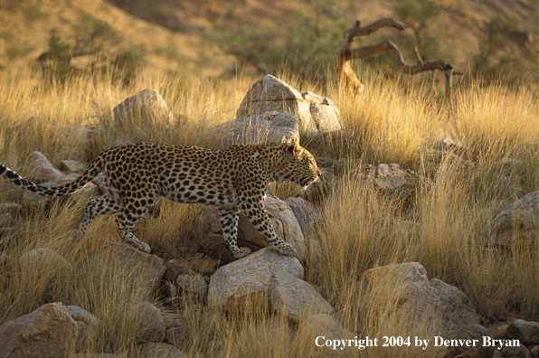 Leopard in habitat. Africa