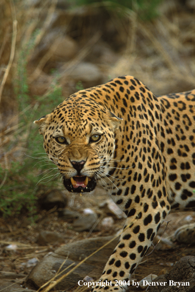 Leopard in habitat. Africa