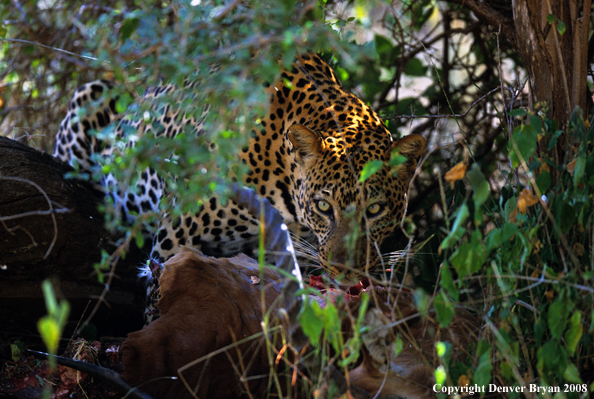 Leopard eating on kill