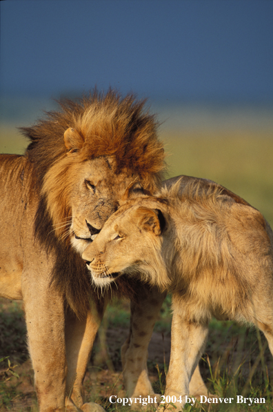 African lions in habitat.  Africa