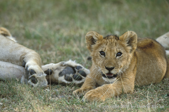 Lion cub in habitat. Africa.