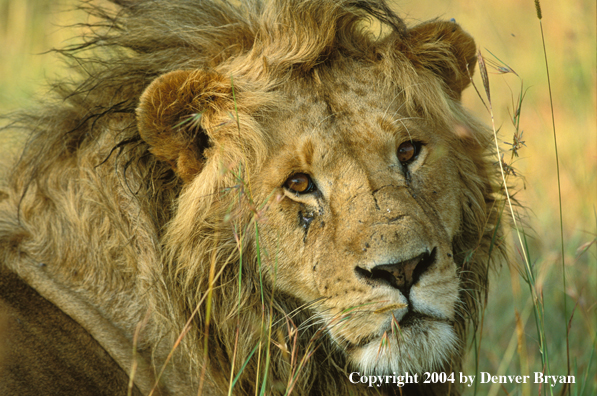 Male African lion in habitat. Africa