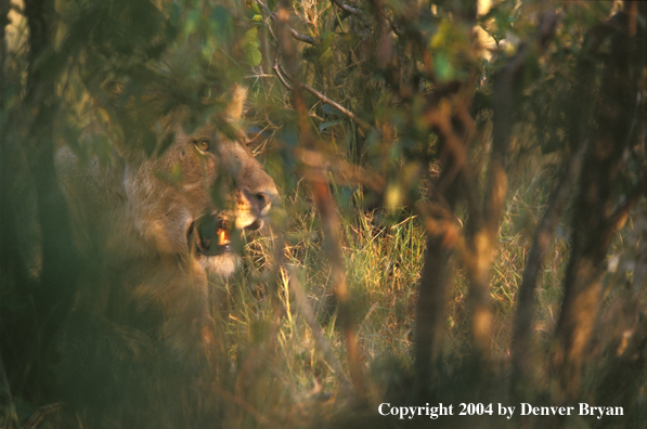 Male African lion in habitat. Africa