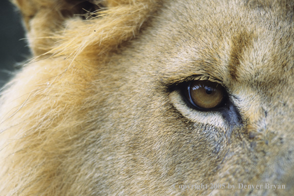 Close-up of African lion.