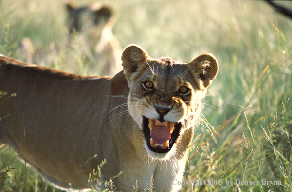 Female African lion in habitat.  Africa